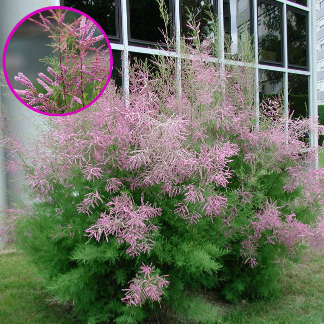 สนสีชมพู สนชมพู สนดอกสีชมพู ดอกยิบๆเล็กๆเต็มช่อน่ารักมากๆ Tamarisk, Pink Cascade