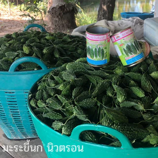 เมล็ดมะระขี้นก นิวตรอน F1 ตราตะวันต้นกล้า ขนาด20และ50กรัม เมล็ดพันธุ์มะระขี้นก เมล็ดพันธุ์ผัก