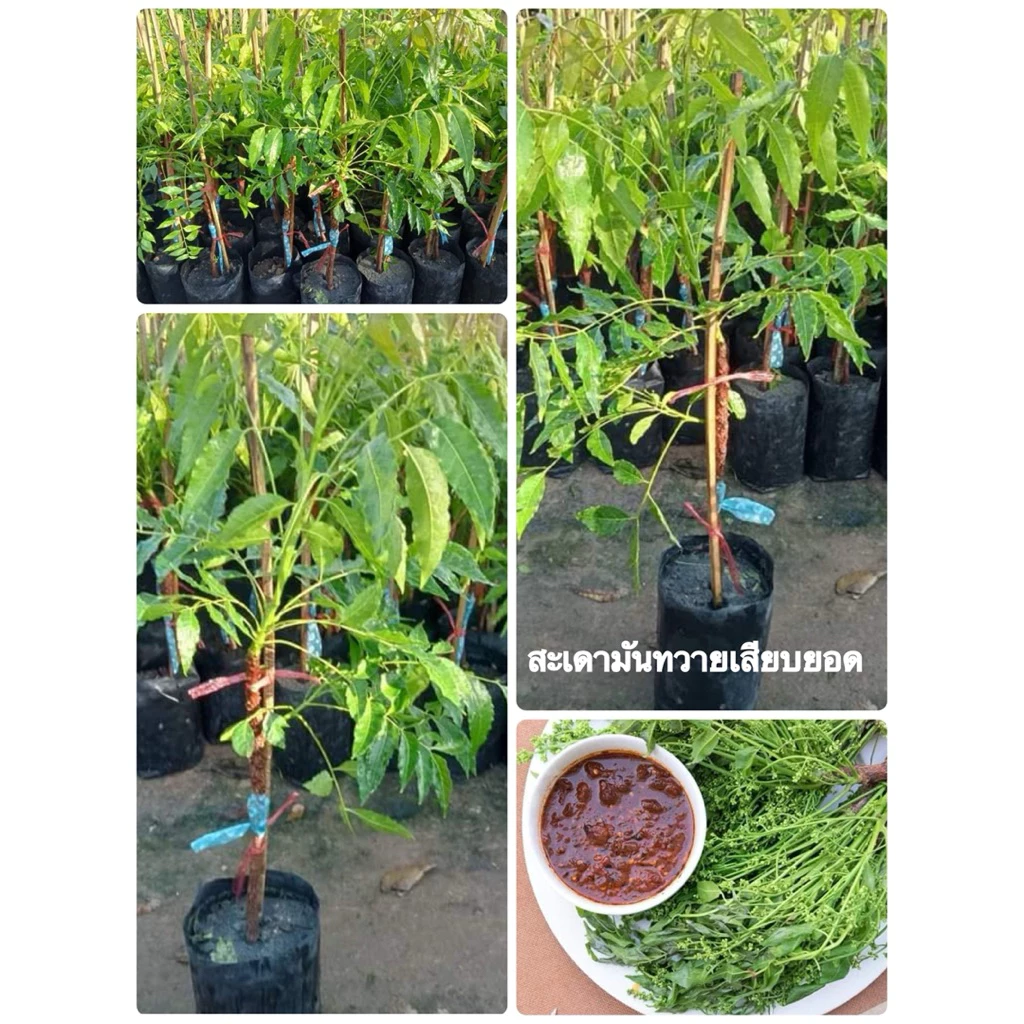🌿ต้นสะเดามันทวายเสียบยอด🌿ต้นสูงประมาณ 60 ถึง 70 เซนติเมตรพร้อมปลูก