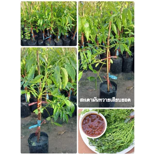 🌿ต้นสะเดามันทวายเสียบยอด🌿ต้นสูงประมาณ 60 ถึง 70 เซนติเมตรพร้อมปลูก