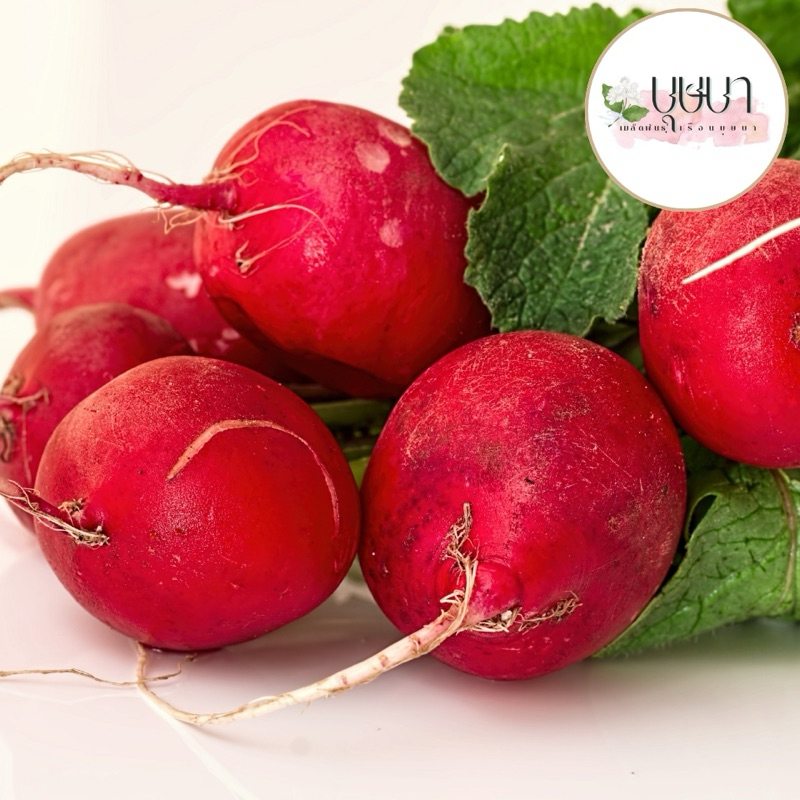 เมล็ดพันธุ์แรดิชเชอร์รี่ 39บาท 300เมล็ด - รูปที่ 5