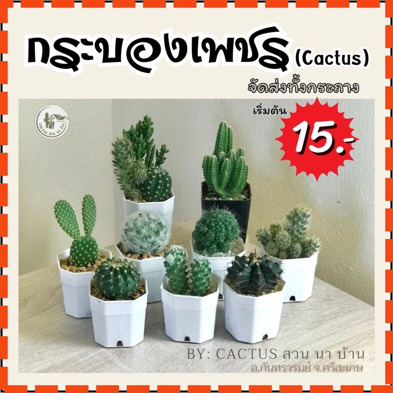 กระบองเพชร 🌵 ราคาถูก (จัดส่งทั้งกระถาง)กระถาง 2 นิ้ว (แถมฟรี‼️ครบ10กระถาง)