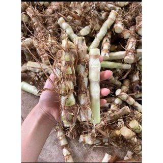 20ท่อน ท่อนพันธุ์หญ้าหวานอิสราเอล