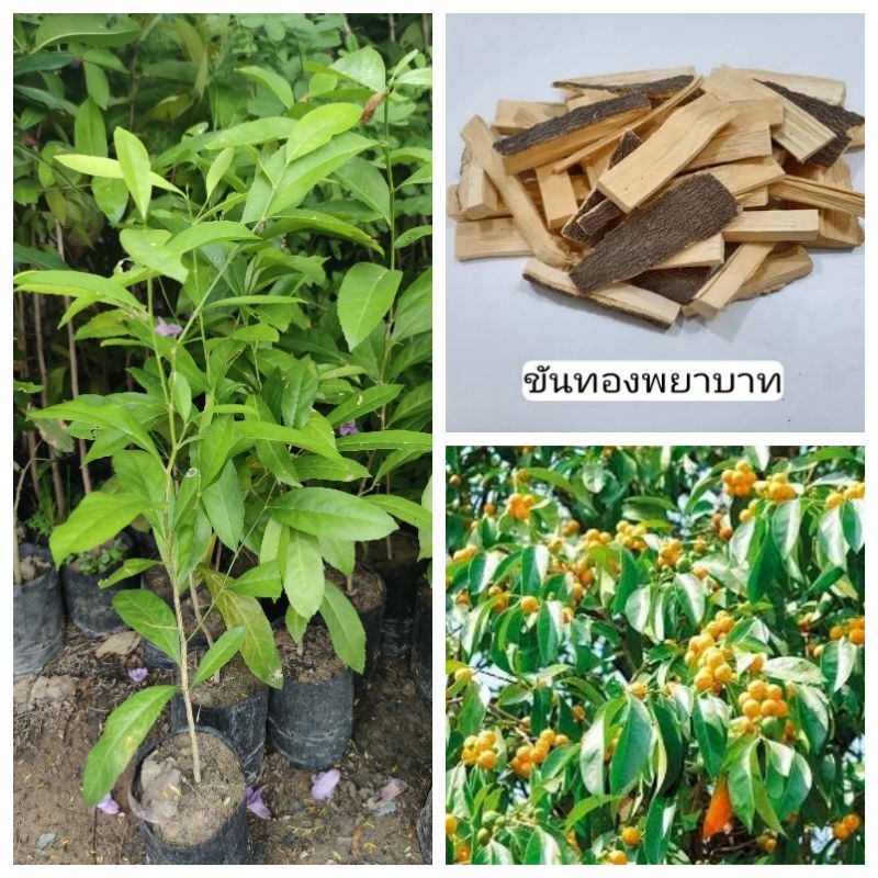 ต้นขันทองพยาบาท สมุนไพรหายากเจอแล้วต้องรีบไปปลูก ผลกินไม่ได้ สูง 70 - 90 cm