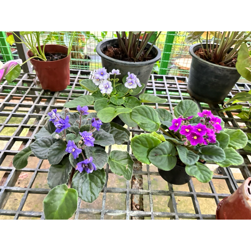 แอฟริกันไวโอเล็ต African Violet 🌼ใบสวยมากดอกมีตามช่วงเวลาทักก่อนสั่งได้กระถาง4-5นิ้ว ดอกออกตลอดใบสวย