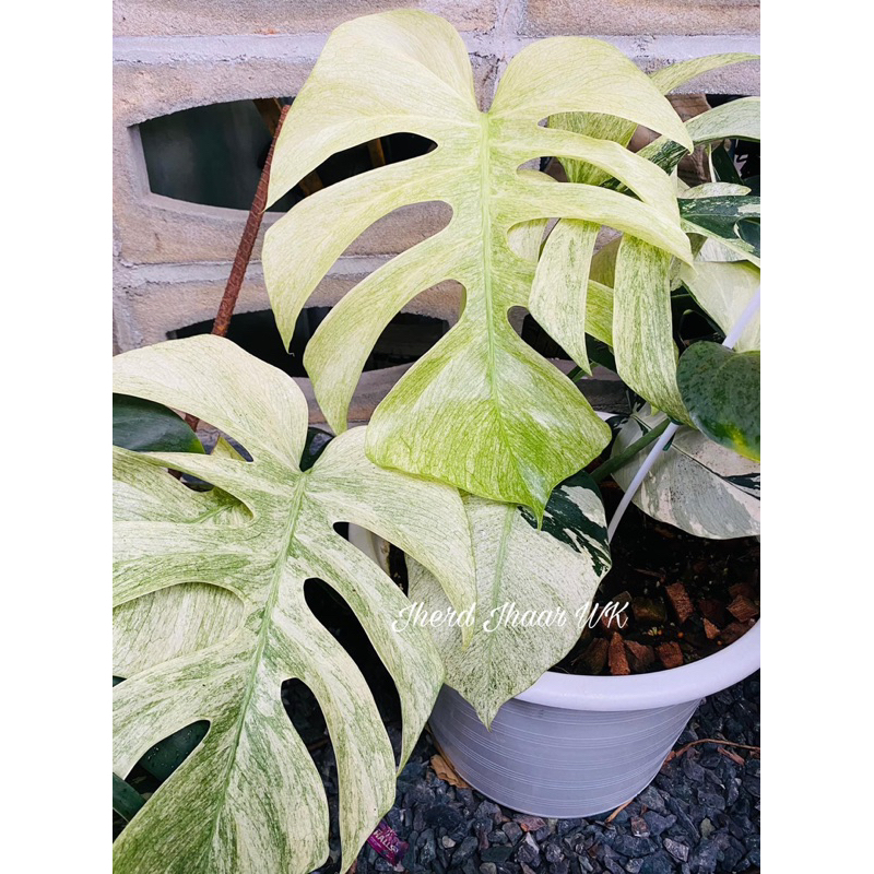 📍ส่งฟรี ต้น monstera white monster mint var มอนสเตอร่า มิ้นท์