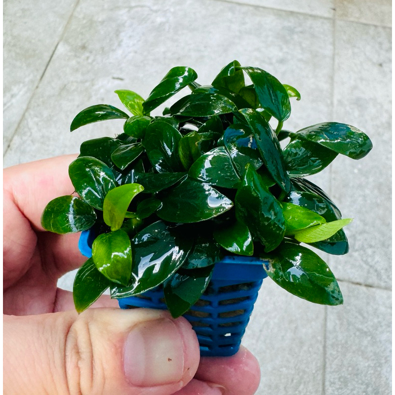 Anubias petite เลี้ยงชื้น size L ไม้น้ำเลี้ยงง่าย ใบเล็ก