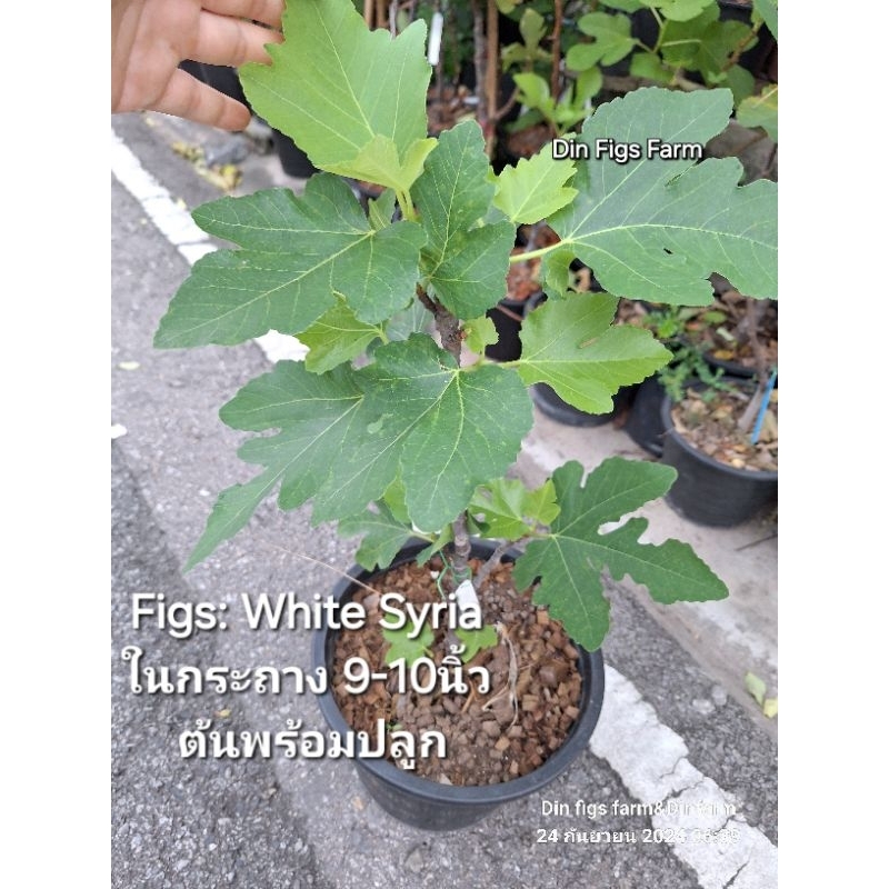มะเดื่อฝรั่ง White Syria/Tree Figs