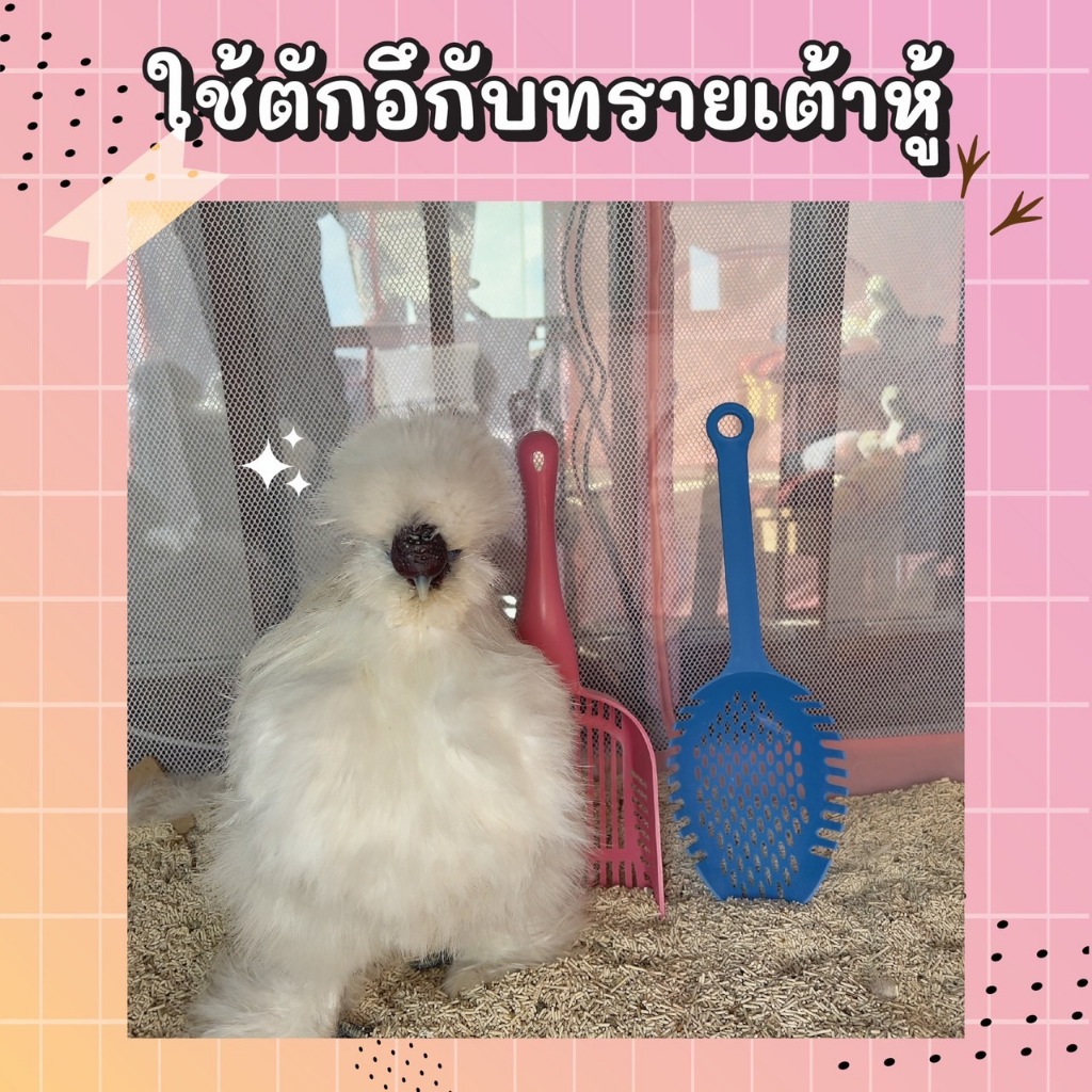 ที่ตักทรายสำหรับไก่ซิลกี้ และที่ตักทรายสำหรับแมว