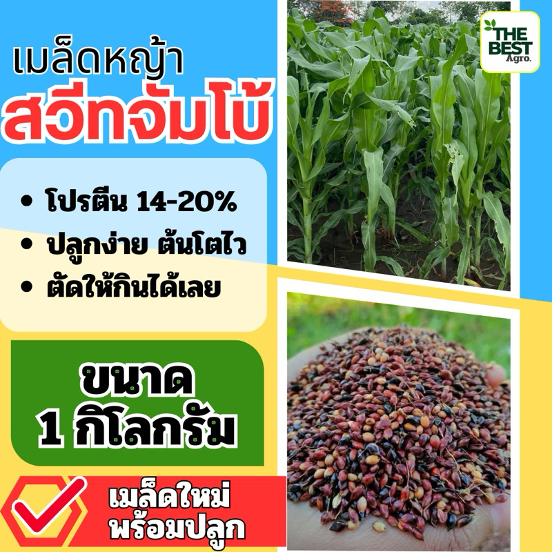 ✅ สวีทจัมโบ้ เมล็ดสวีทจัมโบ้ 1 กิโลกรัม #พร้อมปลูก(รับประกันการงอก) หญ้าเลี้ยงสัตว์ หญ้า พันธ์ุหญ้า  หญ้าเลี้ยงวัว ควาย