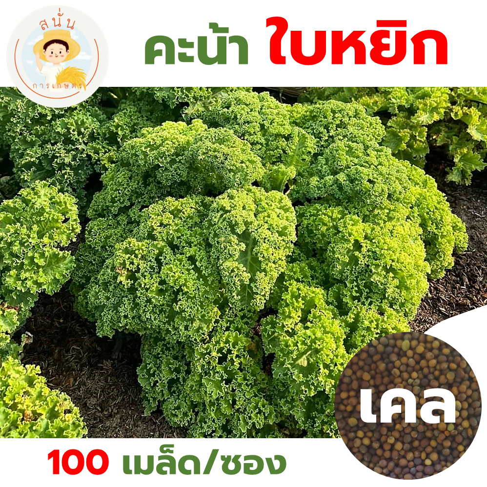 เมล็ดพันธุ์ คะน้าใบหยิก เคล (Kale Seed) ผักตระกูลคะน้า ปลูกง่าย ปลูกได้ตลอดทั้งปี (1 ซอง 100 เมล็ด)