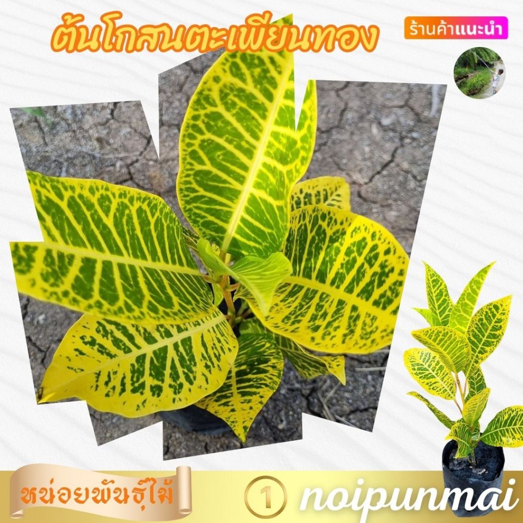 ต้นโกสนตะเพียนทอง ถุงชำ 6 นิ้ว
