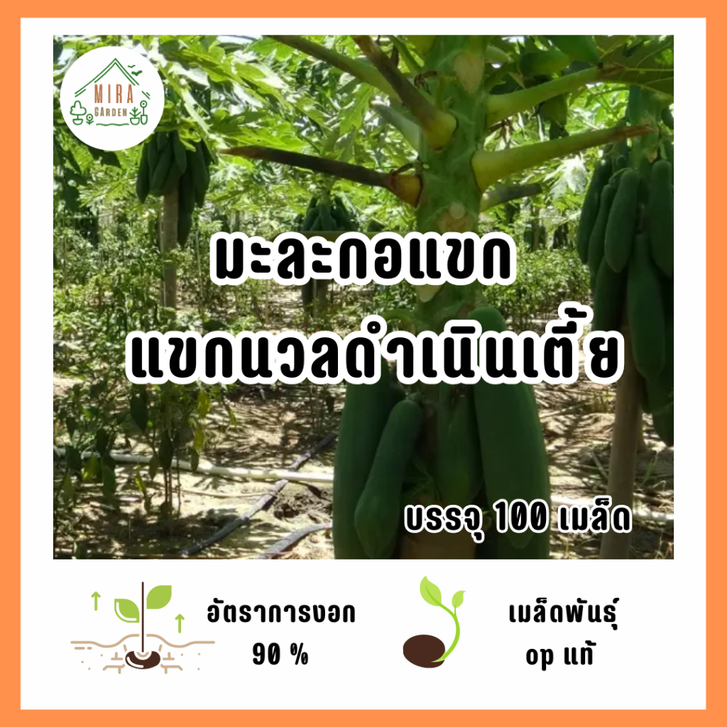 เมล็ดพันธุ์ มะละกอแขกดำเนินต้นเตี้ย บรรจุ 100 เมล็ด