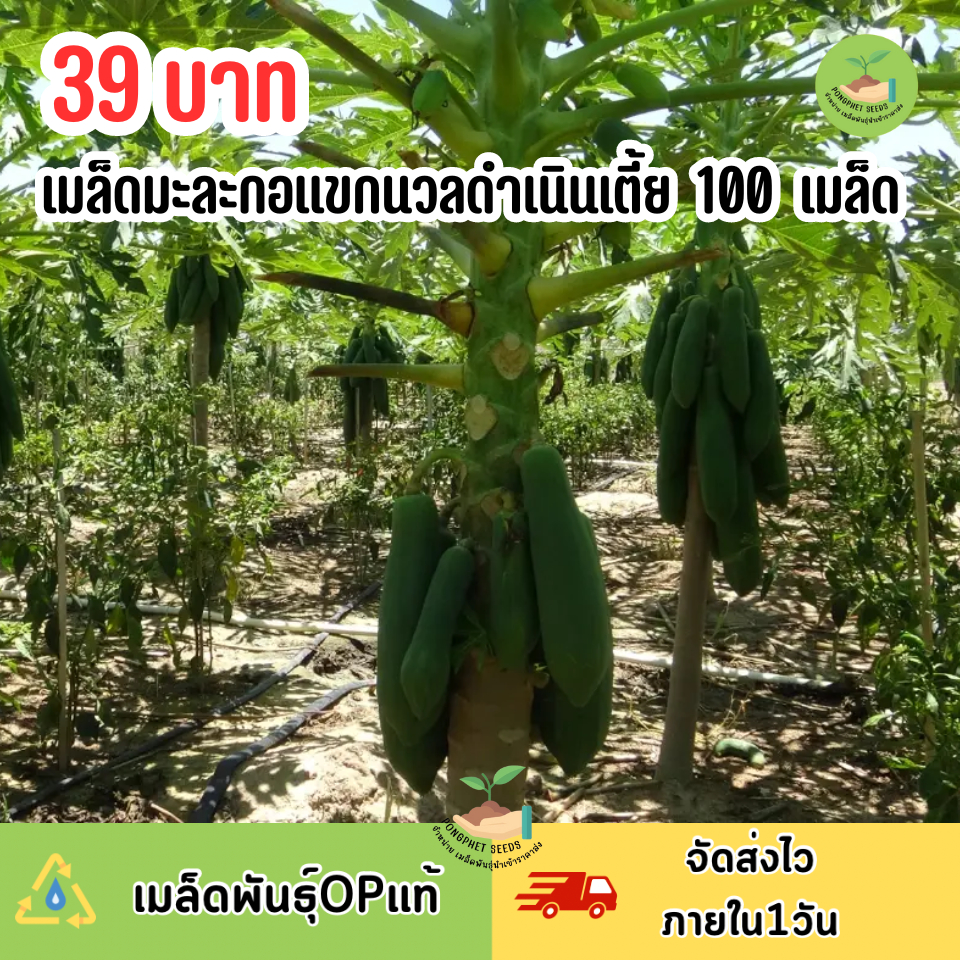 เมล็ดมะละกอแขกนวลดำเนินเตี้ย บรรจุ 100  เมล็ด