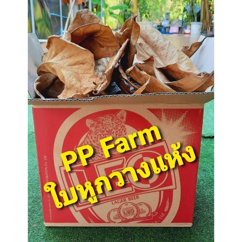 ใบหูกวาง ใบหูกวางแห้ง เลี้ยงปลากัด 1 ลังเบียร์ 59 บาท  (1 ลัง/ออเดอร์)