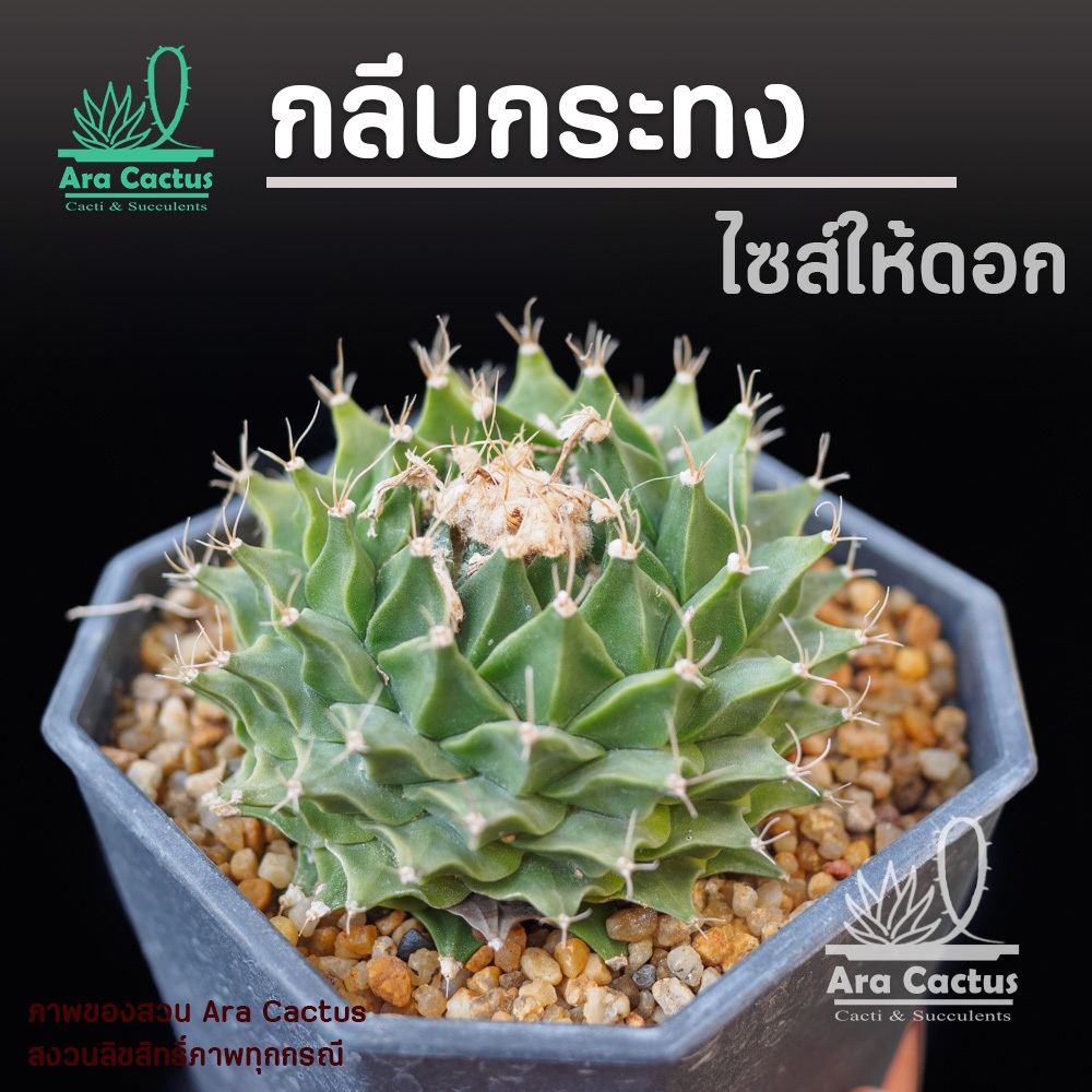 สวนขายเอง! กลีบกระทง Obregonia denegrii ไซส์กระถาง 4 นิ้ว แคคตัส กระบองเพชร ต้นไม้ประดับ อวบน้ำ ตะบองเพชร