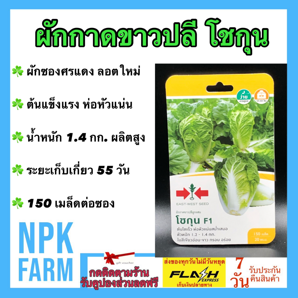 ศรแดง ผักกาดขาวปลี โชกุน หมดอายุ 01/08/2568 จำนวน 150 เมล็ด ผักกาดขาว งอกดี ต้นแข็งแรง ห่อหัวแน่น