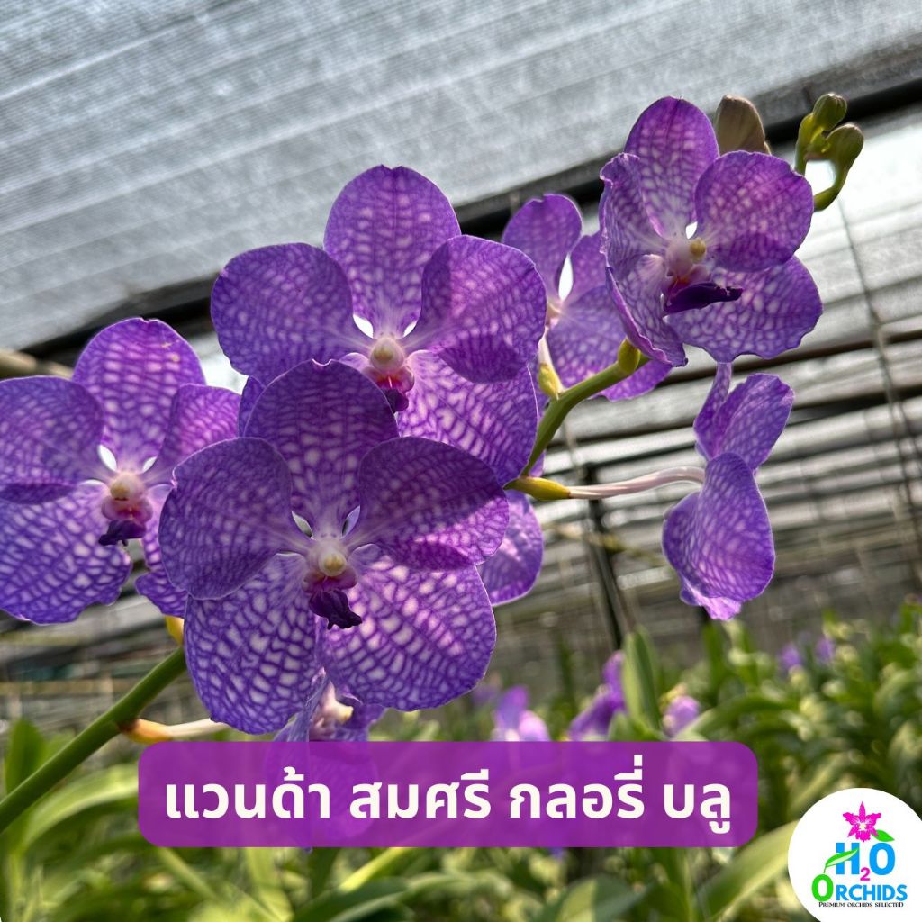 กล้วยไม้ แวนด้า สีบลู [สมศรี กลอรี่บลู] ต้นสูง 45 ซม. ขึ้นไป (Size พร้อมให้ดอก)
