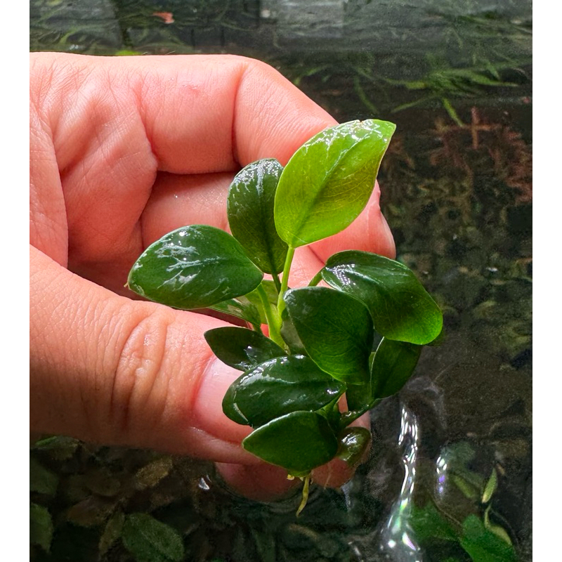 Anubias petite เลี้ยงชื้น แบ่งขายเป็นต้น ไม้น้ำเลี้ยงง่าย ใบเล็ก