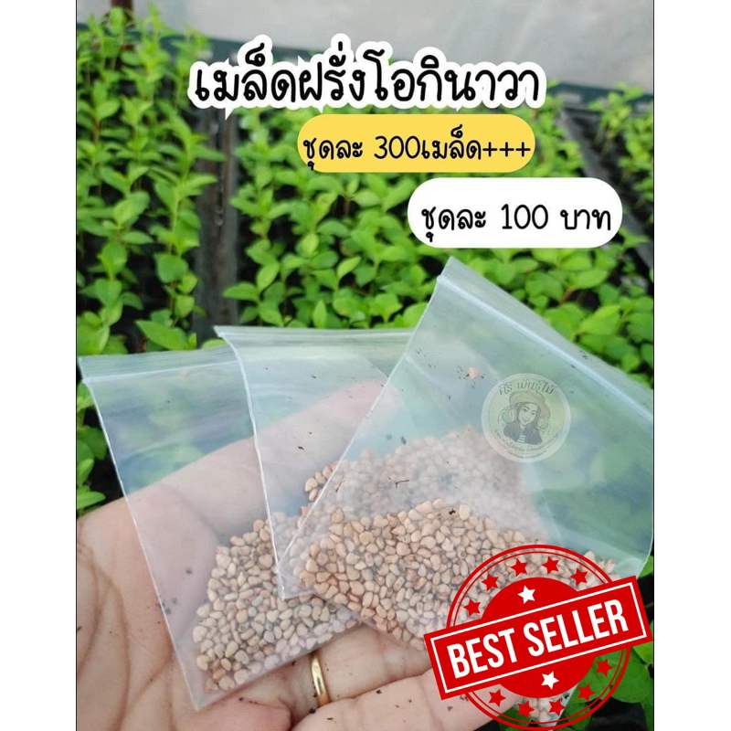 เมล็ดฝรั่งโอกินาวา ตอทนโรค ชุดละ 300เมล็ด++