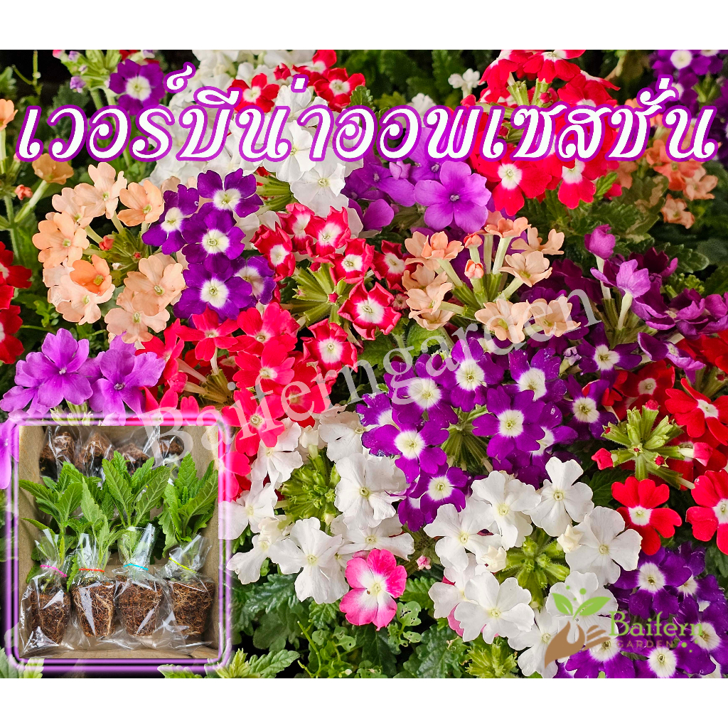 ต้นกล้าดอกเวอร์บีน่าออพเซสชั่นคละสี ดอกไม้กินได้ เลี้ยงง่าย