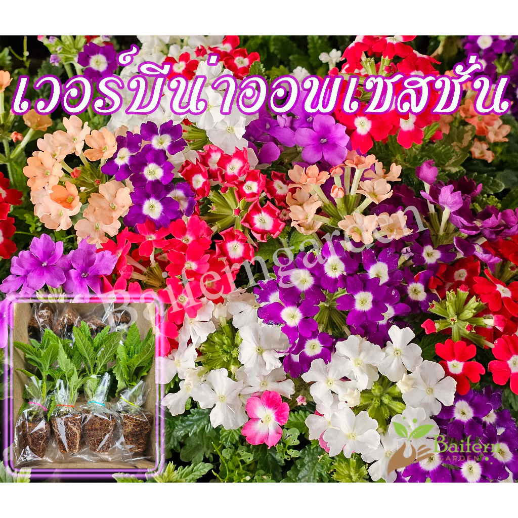 ต้นกล้าดอกเวอร์บีน่าออพเซสชั่นคละสี ดอกไม้กินได้ เลี้ยงง่าย