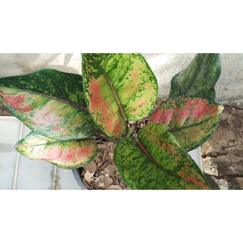 อโกลนีมา เฮง เฮง เฮง Aglaonema sp. ‘Heng Heng Heng’