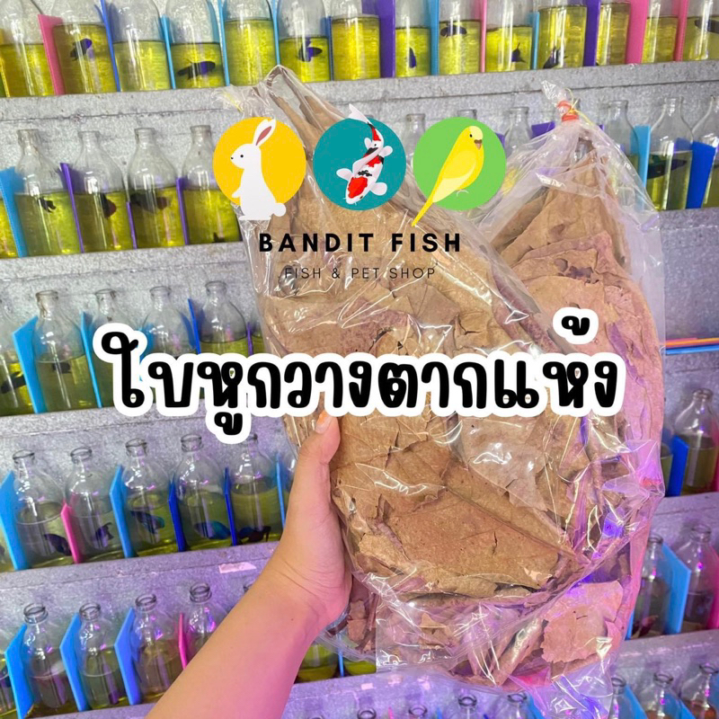 ใบหูกวางตากแห้ง สำหรับหมักปลากัด