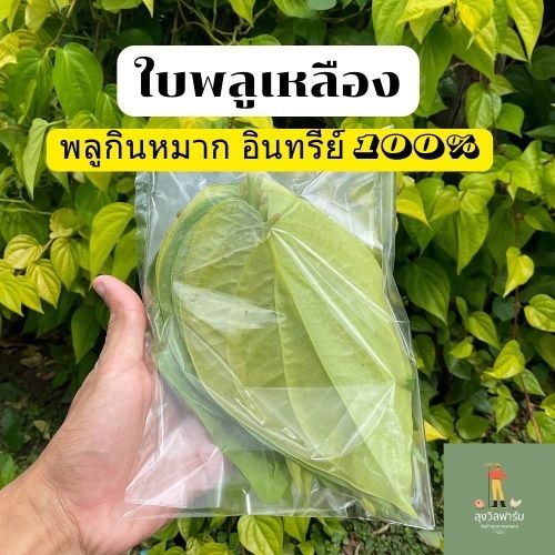 ใบพลูเหลือง พลูกินกับหมาก ปลอดสารเคมี ปลูกเเบบอินทรีย์ เก็บสดใหม่ จำนวน 40 ใบ