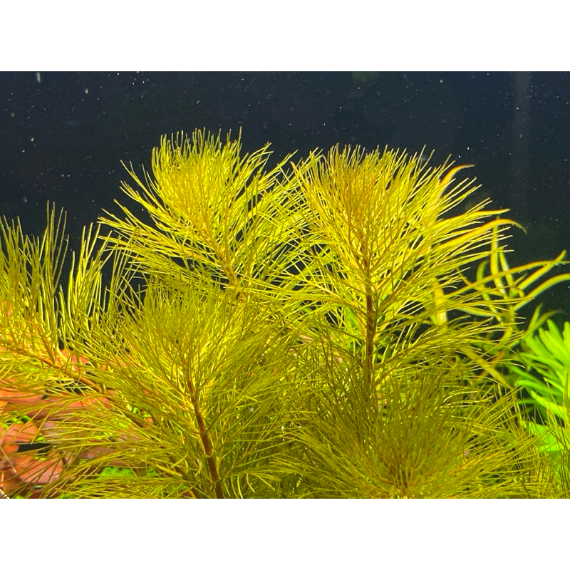 ต้นไม้น้ำ ขนนกแดง Myriophyllum Matogrossense Red ราคา ถูกที่สุด ดีลบีเคเค แกลเลอรีภาพที่ 5