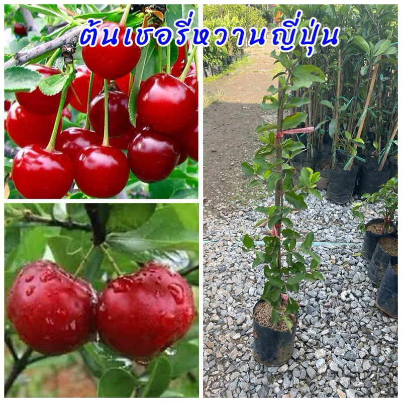 ต้นเชอรี่หวานญี่ปุ่น กิ่งตอน รสชาติหวานอมเปรี้ยว ปลูกง่าย ปลูกได้ทุกสภาพดิน ต้นพันธุ์เตี้ย ขนาดต้นที่ส่ง 50ซม.