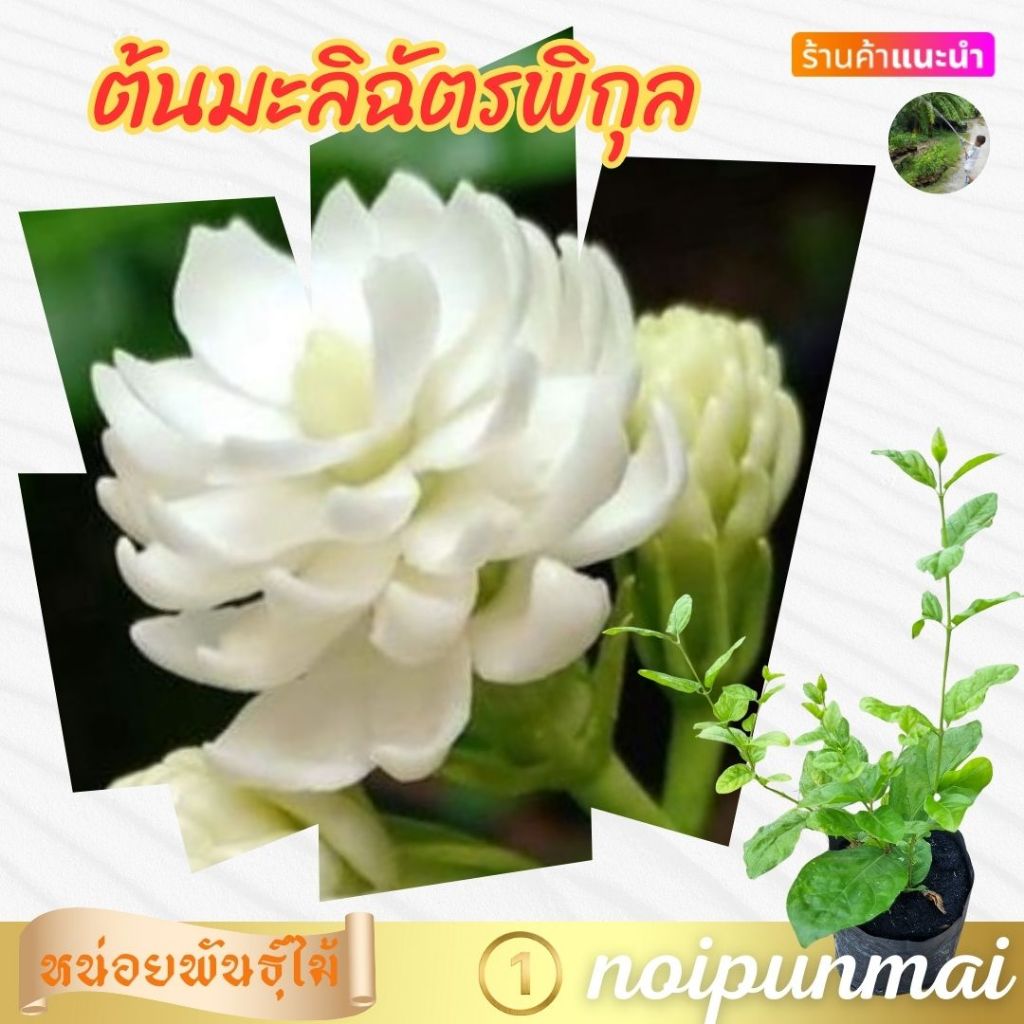 มะลิฉัตรพิกุล ต้นมะลิฉัตรพิกุล ถุงชำ 6 นิ้ว