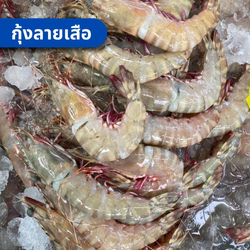 กุ้งลายเสือ เกรด A กุ้งสด กุ้งทะเล มีนามีปลา อาหารทะเล สด ไม่แช่สารเคมี