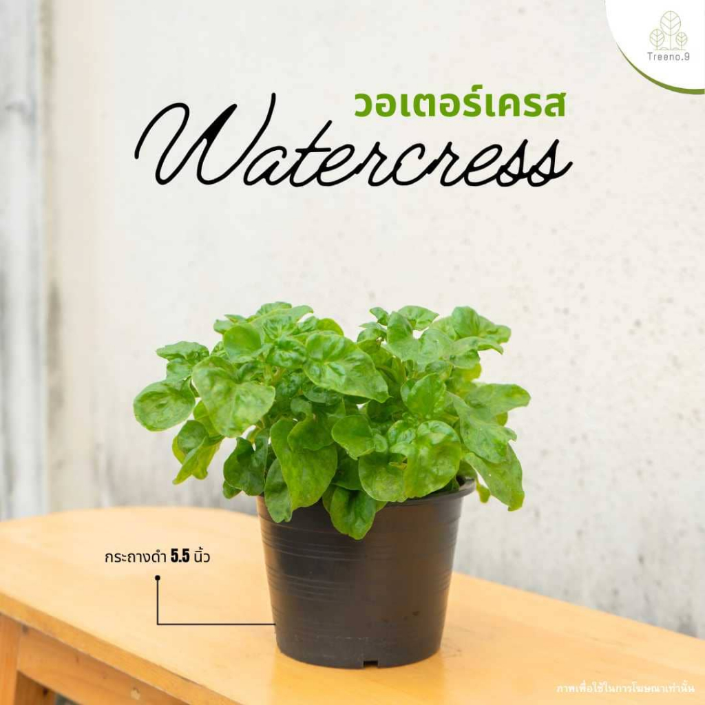 T469 วอเตอร์เครส (Watercress) ผักสำหรับสายรักสุขภาพ กระถาง 5.5 นิ้ว / สูง20-25 ซม.