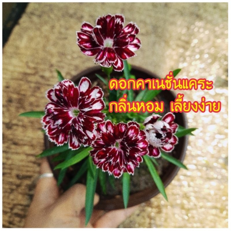 ดอกคาเนชั่นแคระกระถา6นิ้ว