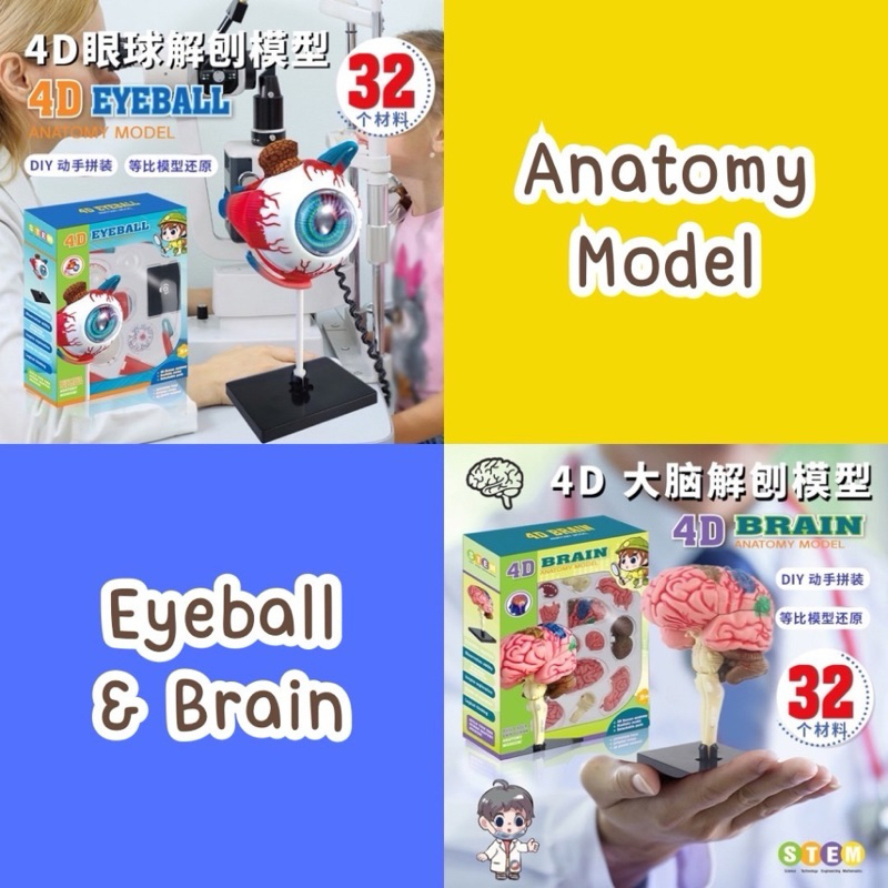 [พร้อมส่งจากไทย] Anatomy Model Eyeball & Brain สื่อการสอนเรียนรู้อวัยวะร่างกาย