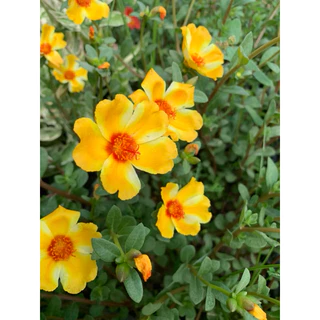 คุณนายตื่นสายคละประมาณ20สี-30สี รับประกันกิ่งอวบกิ่งสวย1 กิโลกรัม100฿