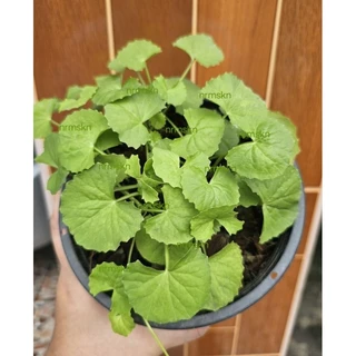 บัวบกในกระถางขนาด5นิ้วเพคคู่2กระถางราคา55บาท/พร้อมส่ง