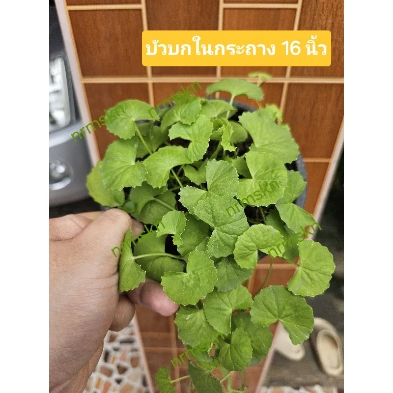บัวบกในกระถางขนาด5นิ้วเพคคู่2กระถางราคา55บาท/พร้อมส่ง
