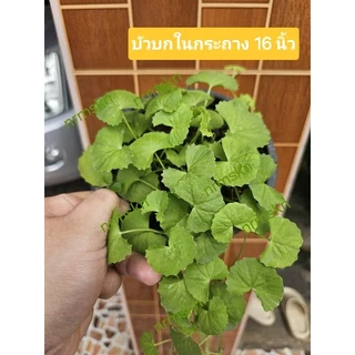 บัวบกในกระถางขนาด5นิ้วเพคคู่2กระถางราคา55บาท/พร้อมส่ง