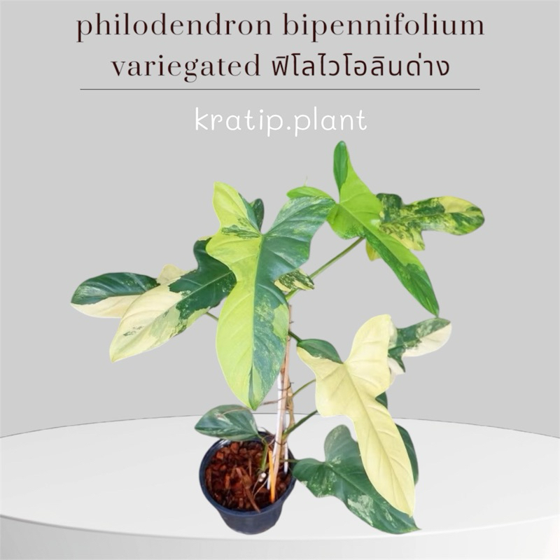 ไวโอลินด่าง ฟิโลไวโอลินด่าง ฟิโลไวโอลิน philodendron bipennifolium variegated