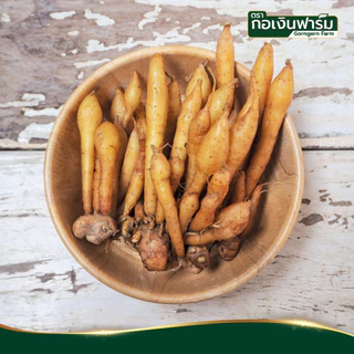 กระชายขาวผง Fingerroot powder ตรากอเงินฟาร์ม