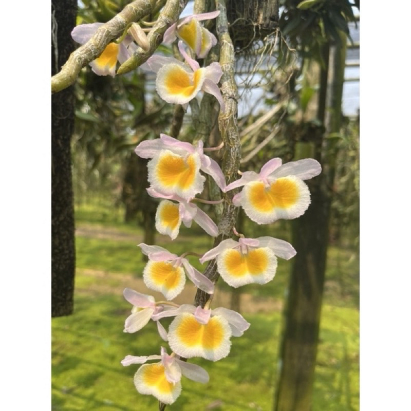 หน่อแบ่งขาย เอื้องสายน้ำผึ้งลาว นำไปปลูกเอง หน่อละ12฿ Dendrobium primulinum Laos