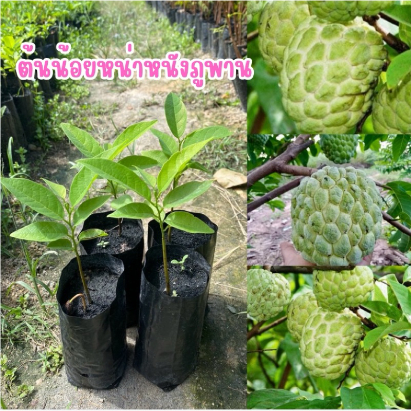 ต้นน้อยหน่าหนังภูพาน(4ต้น80บาท)ลูกใหญ่เนื้อหนาหวานหอม😍เนื้อเยอะเม็ดน้อย ต้นสวยแข็งแรง🪴💖