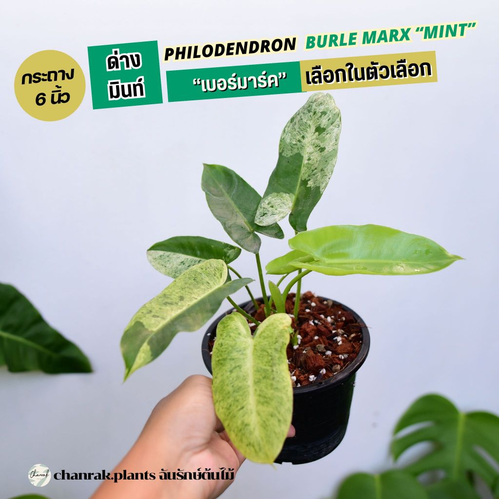 ฟิโลเบอร์มาร์คด่างมินท์ philodendron burle marx mint variegated เลือกต้นในตัวเลือก