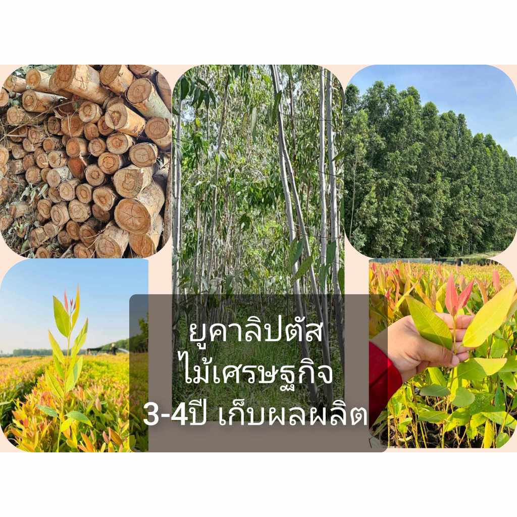 ยูคาลิปตัสเมล็ดพันธุ์สายพันธุ์เค7ยอดสีแดง(ต้นกระดาษ)50 รูปที่ 2