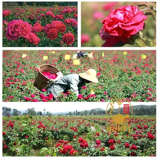 กลีบกุหลาบแดง อบแห้ง เต็มกลีบ ไม่ใช่เศษ หอม ดื่มเป็นชา ตกแต่งเครื่องดื่ม เบเกอรี่ อาหาร สปา Dried Red Rose Petals