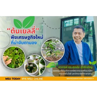 ต้นเยลลี่แบบเลื้อย เยลลี่เขียว cincau 2ต้นในกระถางเดียว กระถาง4"