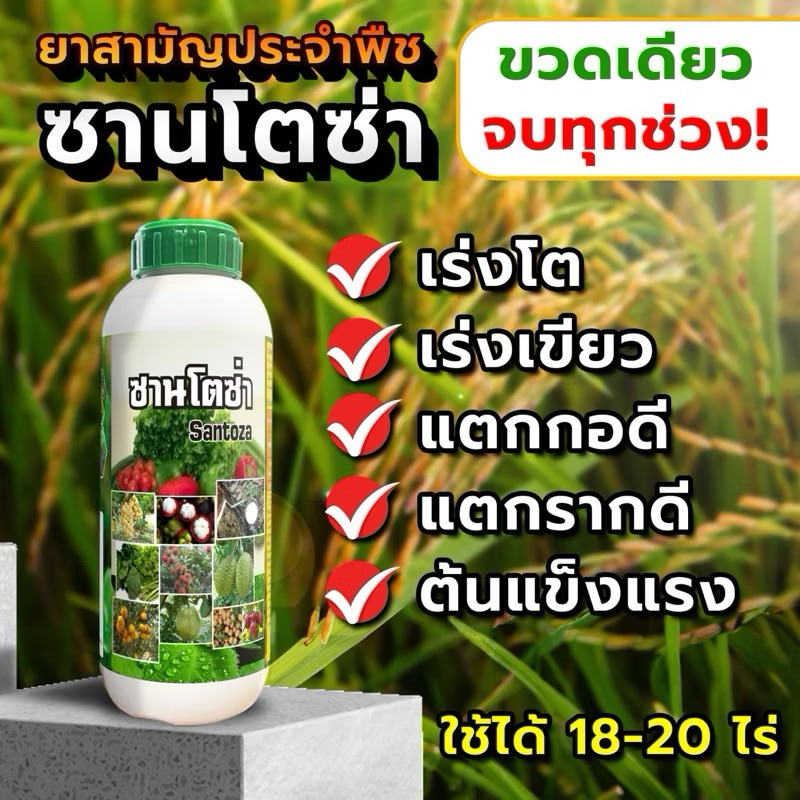 ซานโตซ่า ฝาเขียว1ลิตร เร่งโต เร่งเขียว แตกกอ แตกราก ต้นแข็งแรง