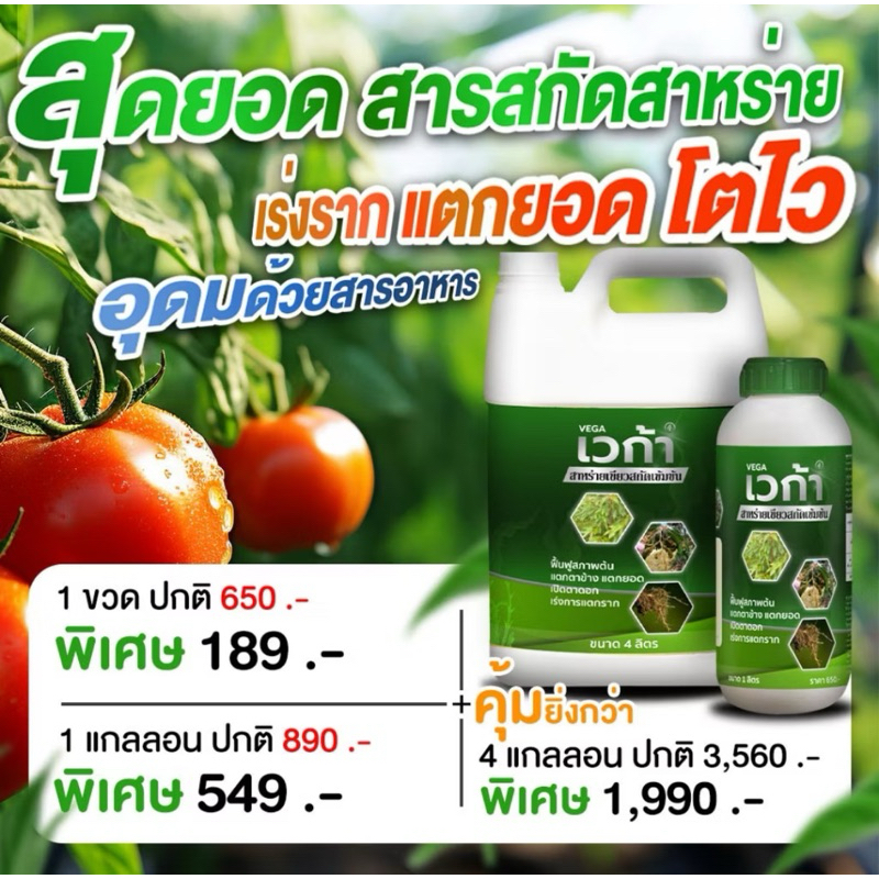 เวก้า4 เวก้าสาหร่ายเขียว 4ลิตร ใบเขียวใหญ่ เร่งโต ต้นสมบูรณ์ เร่งแตกกอ ขยายกอ แช่เมล็ดพันธุ์